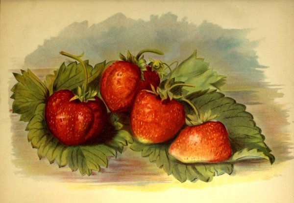 Клубника для декупажа