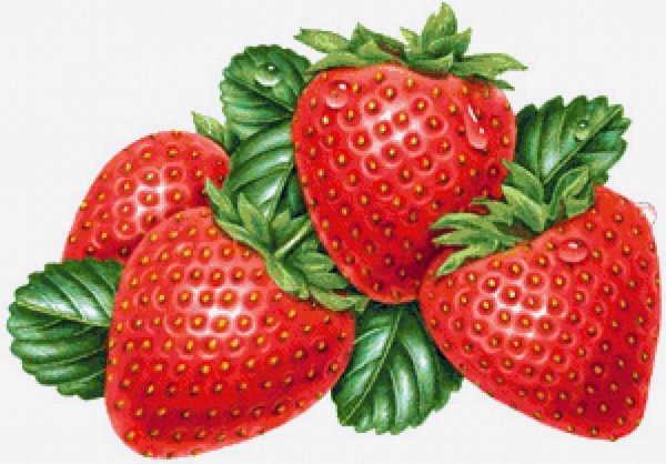 Ботаническая иллюстрация клубника