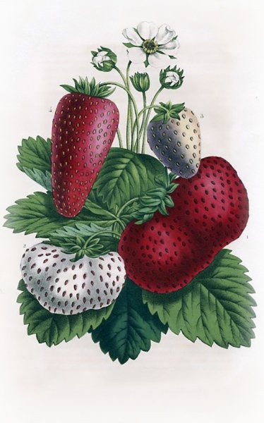 Клубника гуашью
