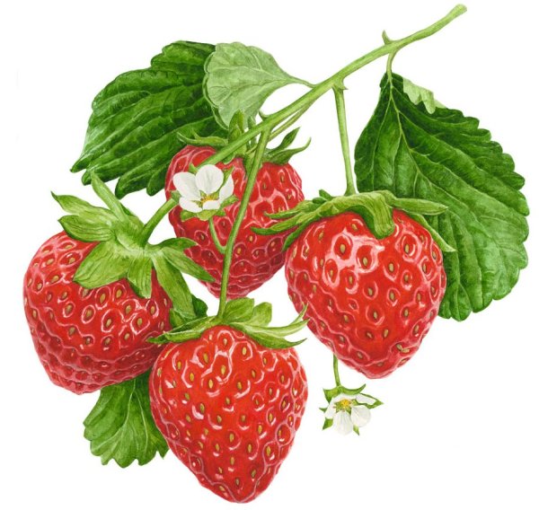 Клубника для срисовки