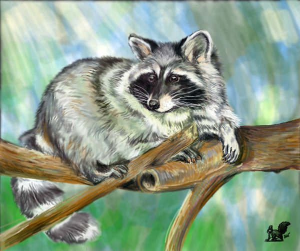 Енот полоскун иллюстрация