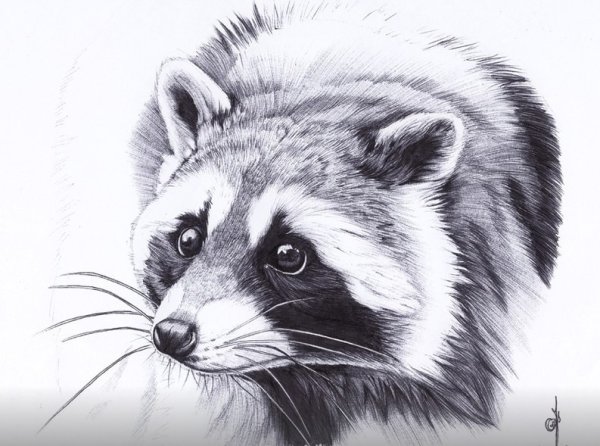 Енот карандашом