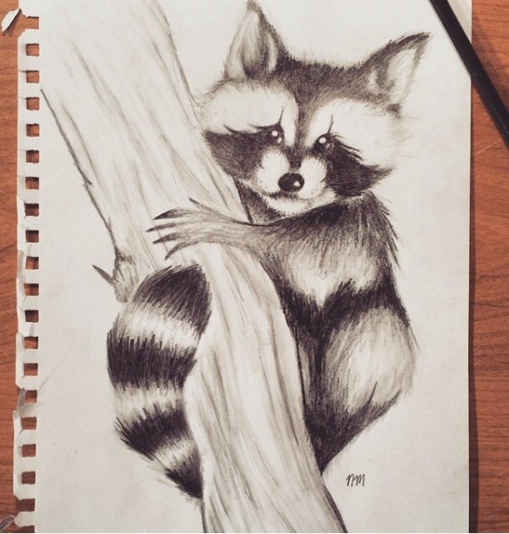 Рисунки для срисовки Енотик