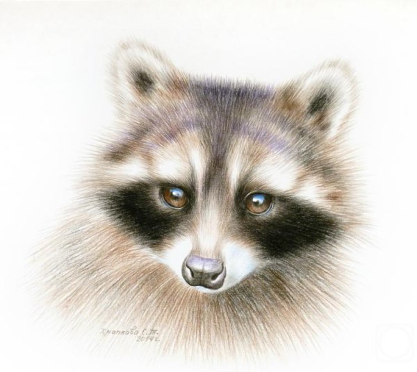 Енот цветными карандашами