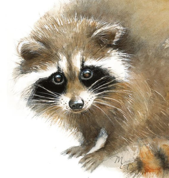 Енотик акварель