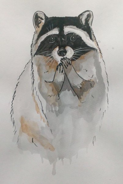 Акварельный енот