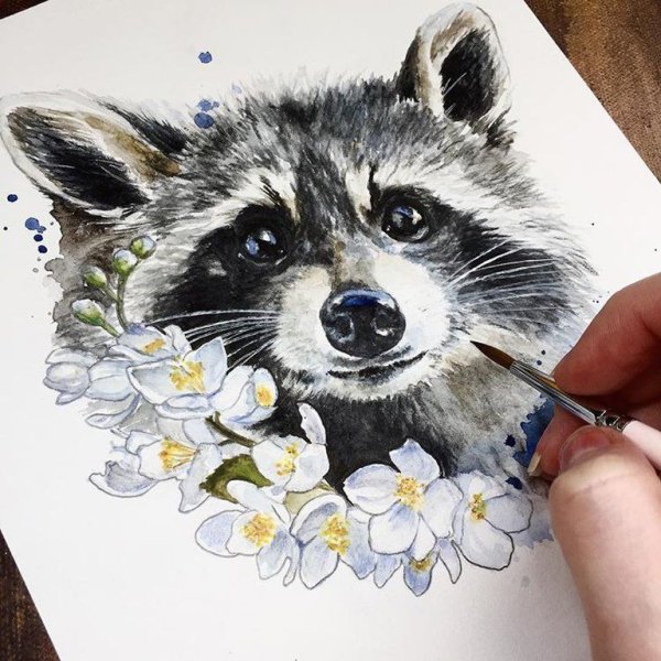 Енот акварельными карандашами