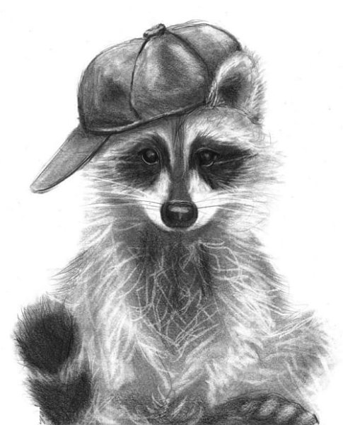 Енот карандашом