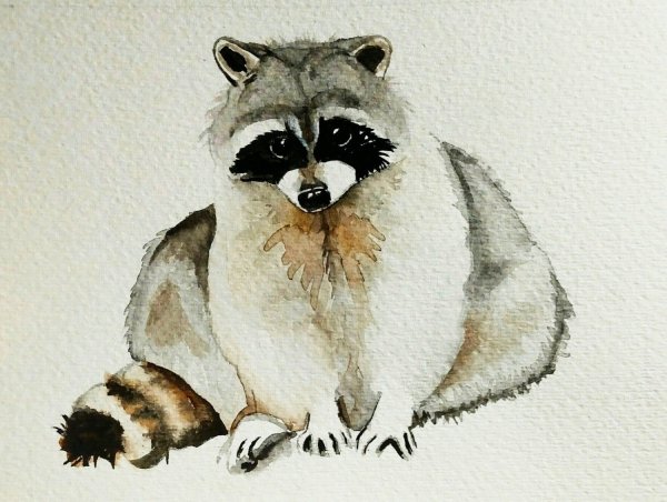 Енот акварельными карандашами