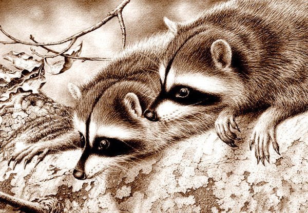 Енот монохром