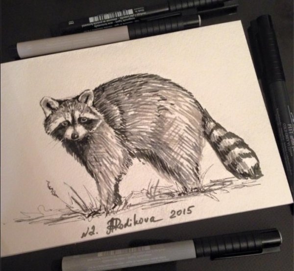 Енот полоскун референс