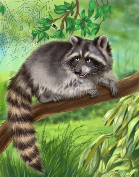 Мультяшные еноты