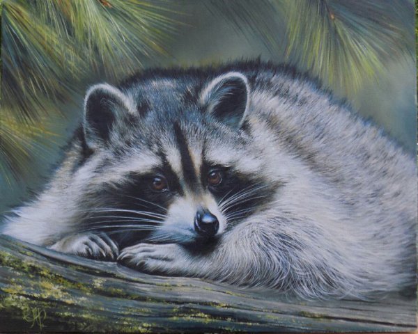 Живопись енот полоскун