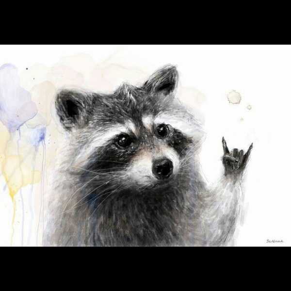 Енот в графике