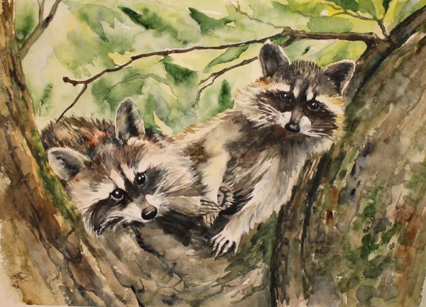 Енот рисунок акварелью