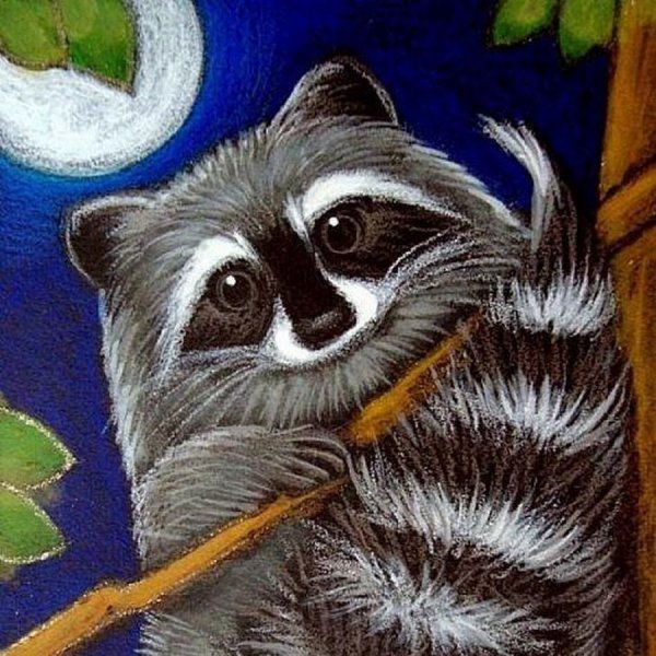 Енот рисунок