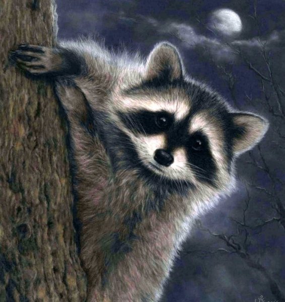 Енот рисунок