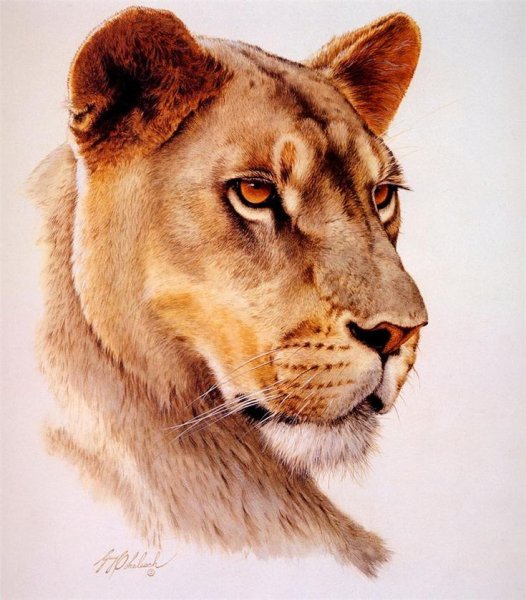 Морда львицы