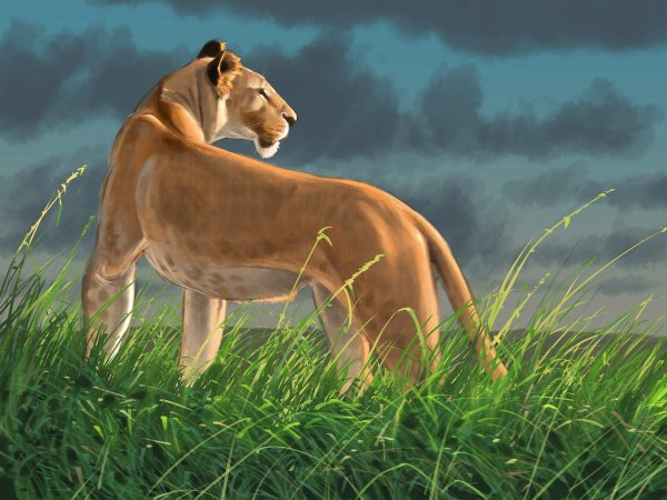 Львица Райли