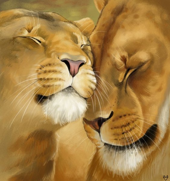 Львица рисунок