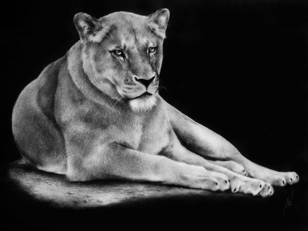 Львица Графика