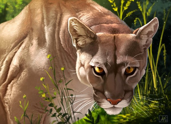 Флоридская Пума референсы