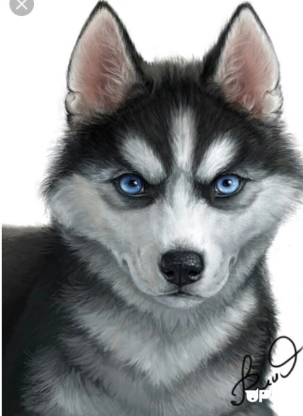 Хаски рисунок