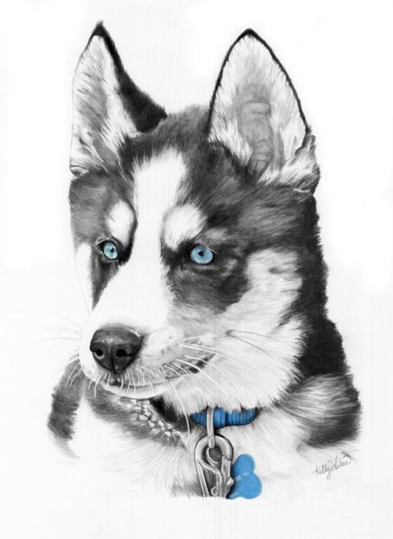 Тату хаски эскиз