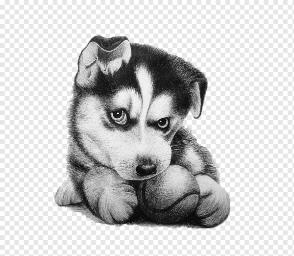 Хаски карандашом