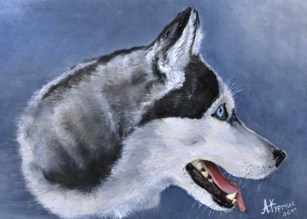 Хаски мульт