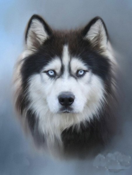 Хаски мультяшные