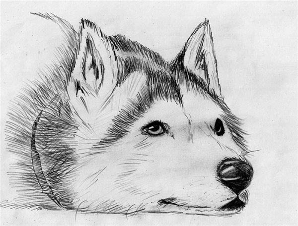 Собака хаски карандашом