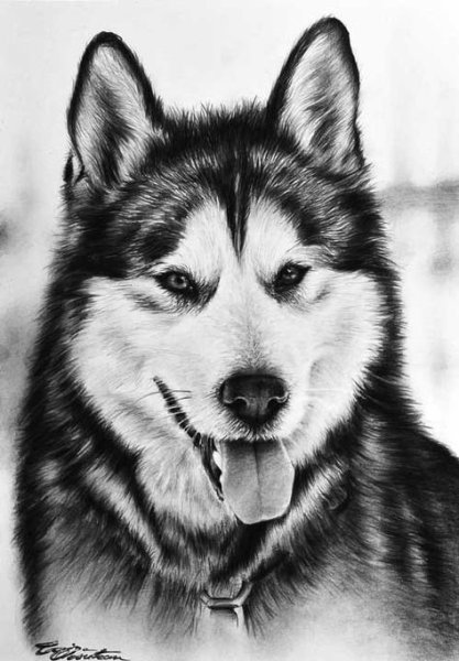 Хаски гуашью