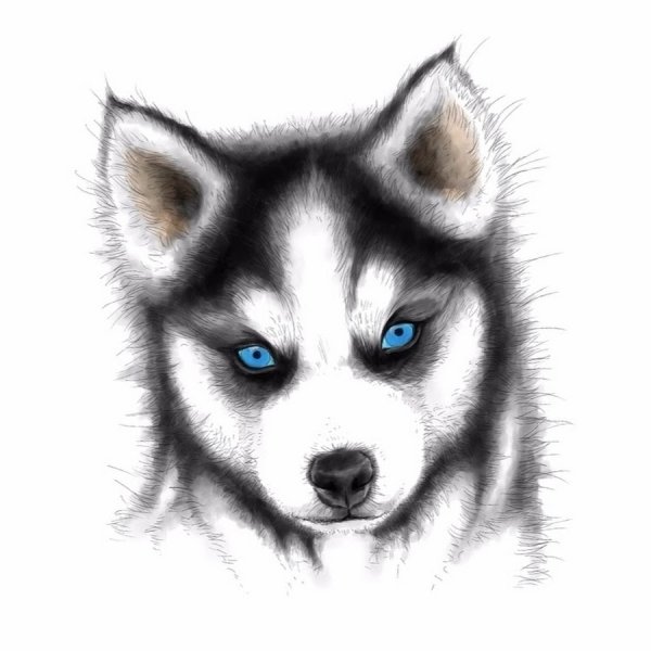 Рисунки животных карандашом