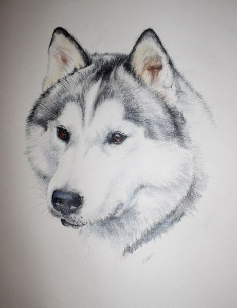 Аляскинский маламут алмазная мозаика