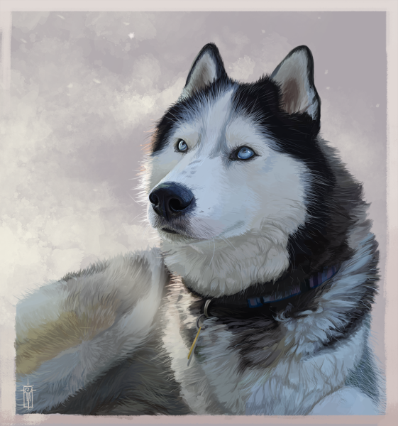 Хаски рисунок карандашом
