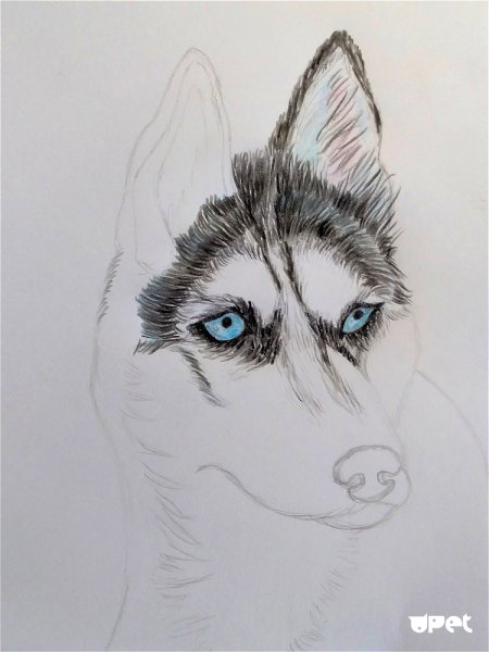 Хаски рисунок для детей