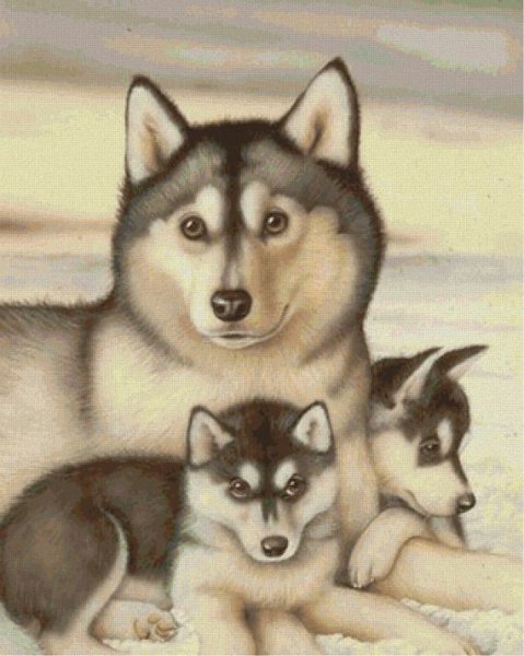 Хаски карандашом