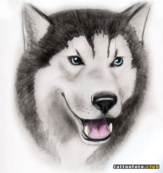 Морда мультяшного волка