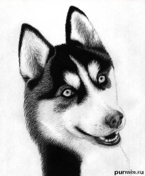 Сибирский хаски арт