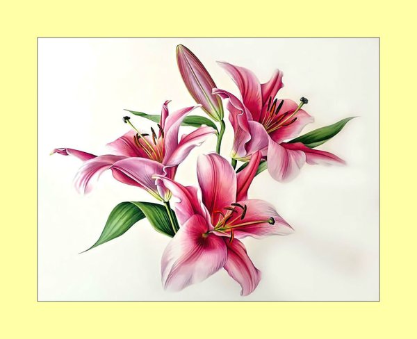 Лилии цветными карандашами