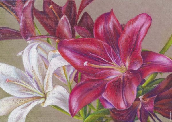 Цветы пастельными карандашами