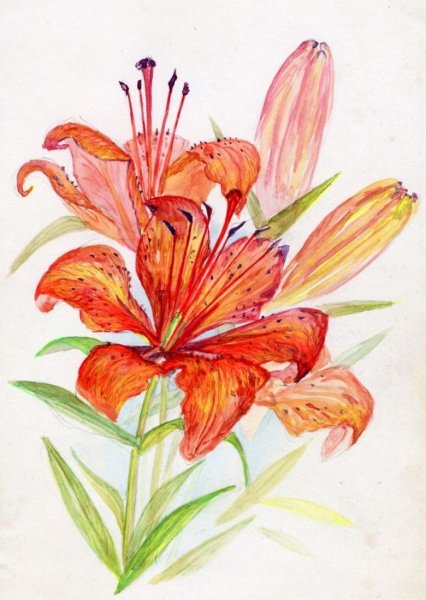 Саранка Лилия набросок