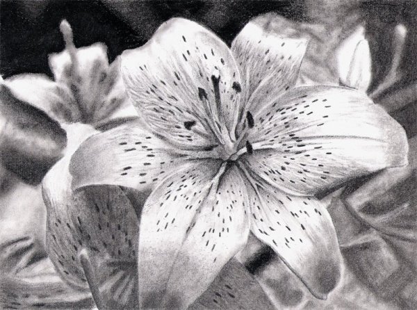 Букет лилий карандашом