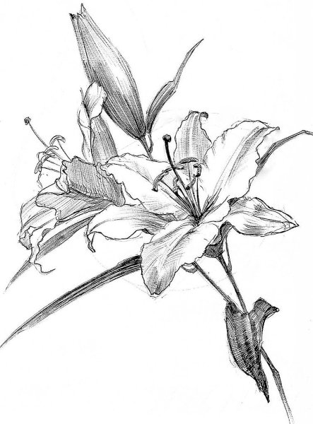 Цветы карандашом