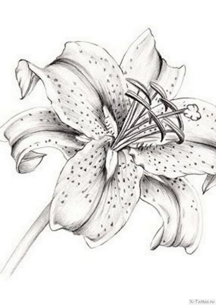 Тату лилии эскизы