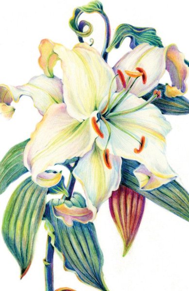 Цветочки цветными карандашами