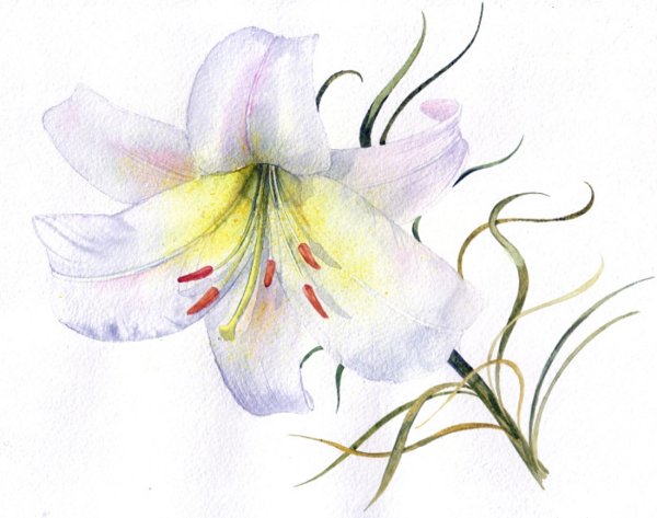 Акварельная Лилия