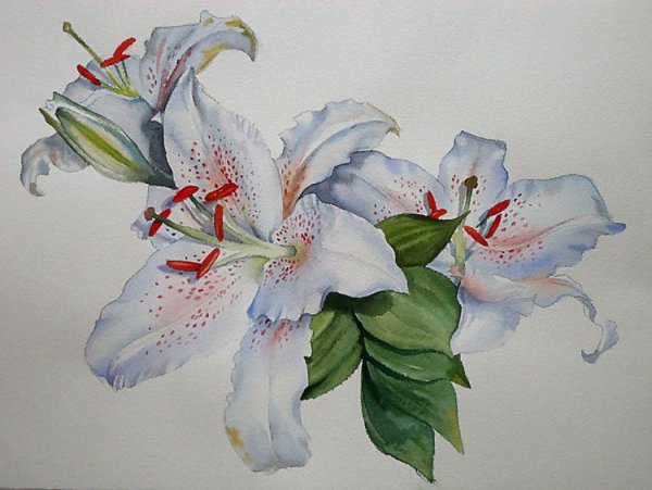 Лилии акварелью