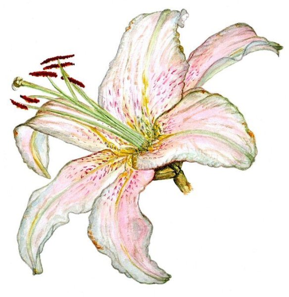 Лилия акварелью